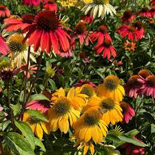 Image result for Echinacea purpurea
