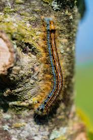 Attēlu rezultāti vaicājumam “Malacosoma neustria”