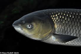 Image result for Ctenopharyngodon idella