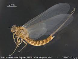 Attēlu rezultāti vaicājumam “Siphlonurus male”