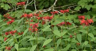 Image result for Monarda didyma