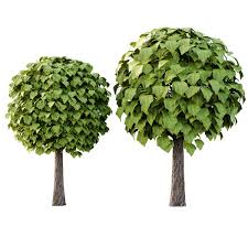 Attēlu rezultāti vaicājumam “Catalpa ovata”