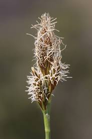 Attēlu rezultāti vaicājumam “Carex caryophyllea leaf”