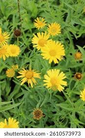 Image result for Buphthalmum salicifolium