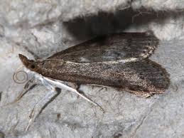 Attēlu rezultāti vaicājumam “Udea prunalis”