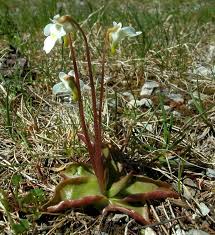 Attēlu rezultāti vaicājumam “Pinguicula alpina flower”