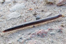 Attēlu rezultāti vaicājumam “Ommatoiulus vilnensis”