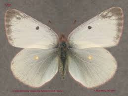 Attēlu rezultāti vaicājumam “Colias palaeno female”