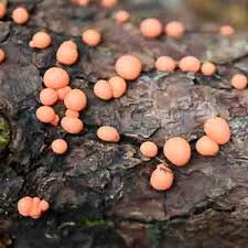 Attēlu rezultāti vaicājumam “Lycogala roseosporum spores”