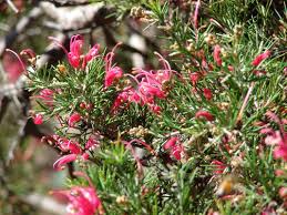 Attēlu rezultāti vaicājumam “xComagaria rosea”