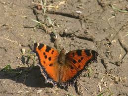 Attēlu rezultāti vaicājumam “Nymphalis xanthomelas”