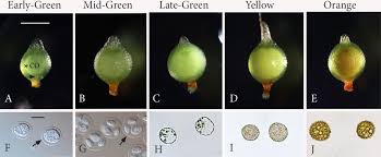 Attēlu rezultāti vaicājumam “Physarum obscurum spores”
