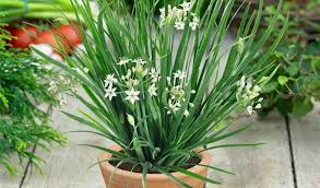 Image result for Schnittknoblauch