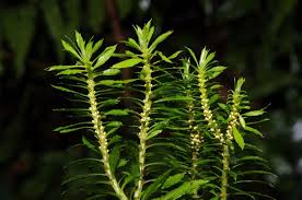 Attēlu rezultāti vaicājumam “Lycopodiaceae”