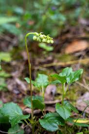 Attēlu rezultāti vaicājumam “Orthilia secunda fruit”