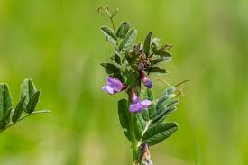 Attēlu rezultāti vaicājumam “Vicia sepium leaf”