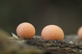 Attēlu rezultāti vaicājumam “Lycogala epidendrum aggr. macro”