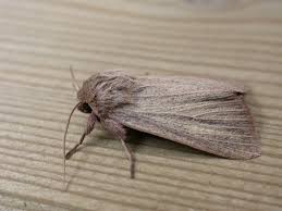 Attēlu rezultāti vaicājumam “Mythimna sp.”