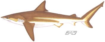 Image result for Carcharhinus brachyurus