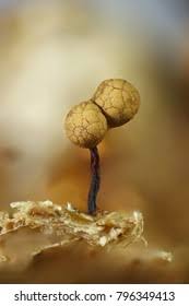 Attēlu rezultāti vaicājumam “Cribraria rufa spores”