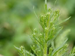 Attēlu rezultāti vaicājumam “Erigeron canadensis”