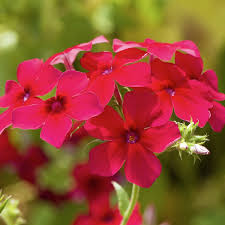 Image result for Phlox drummondii