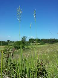 Attēlu rezultāti vaicājumam “Brachypodium pinnatum”