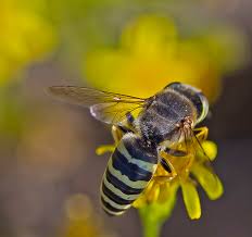 Attēlu rezultāti vaicājumam “Bembix rostrata”