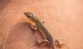 Attēlu rezultāti vaicājumam “Lacerta vivipara juvenile”