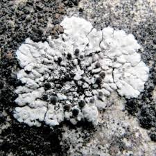 Attēlu rezultāti vaicājumam “Parmelia serrana”