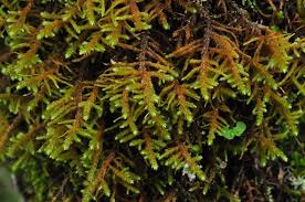 Attēlu rezultāti vaicājumam “Antitrichia curtipendula sporophyte”