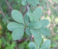 Attēlu rezultāti vaicājumam “Berberis vulgaris”