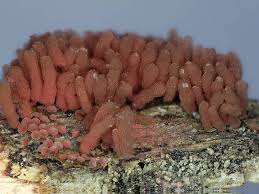 Attēlu rezultāti vaicājumam “Arcyria major”