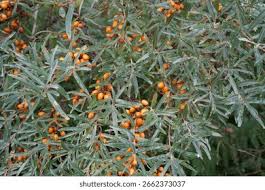 Attēlu rezultāti vaicājumam “Hippophae rhamnoides fruit”