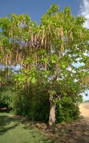 Attēlu rezultāti vaicājumam “Catalpa”