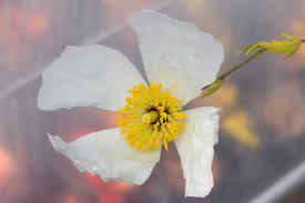 Image result for Romneya coulteri