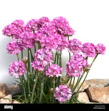 Attēlu rezultāti vaicājumam “Dianthus arenarius bud”