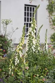 Image result for Digitalis purpurea