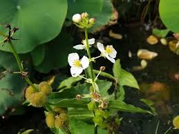 Attēlu rezultāti vaicājumam “Arcyria helvetica stalked”