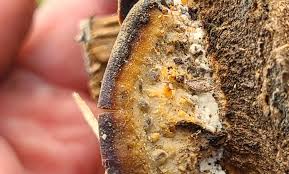 Attēlu rezultāti vaicājumam “Gloeoporus pannocinctus”