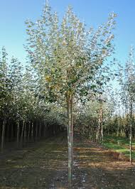 Attēlu rezultāti vaicājumam “Populus alba Nivea”