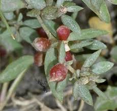 Attēlu rezultāti vaicājumam “Atriplex littoralis fruit”