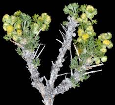 Attēlu rezultāti vaicājumam “Artemisia campestris bud”