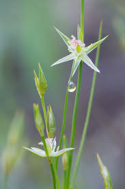 Attēlu rezultāti vaicājumam “Juncus bufonius bud”