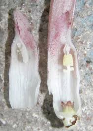 Attēlu rezultāti vaicājumam “Cribraria cancellata var. fusca stalked”