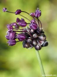 Attēlu rezultāti vaicājumam “Allium scorodoprasum bud”