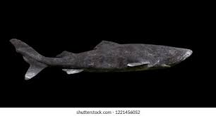 Image result for Somniosus microcephalus