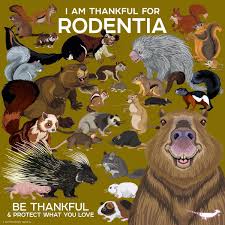 Attēlu rezultāti vaicājumam “Rodentia”