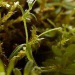 Attēlu rezultāti vaicājumam “Galium trifidum”