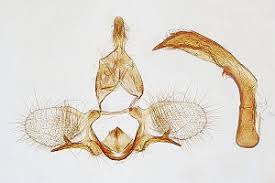 Attēlu rezultāti vaicājumam “Capua vulgana”